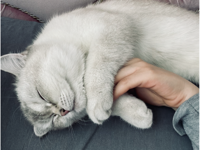 Kedim british 8 aylık ve aşıları tam kısırlaştırılmadı kedimle beraber taşıma kabını da vereceğim kedimin adı Mia çok sakin bir kedi taranmayı ve kendini sevdirmeyi çok sever