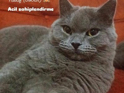 British 1 yaşında erkek